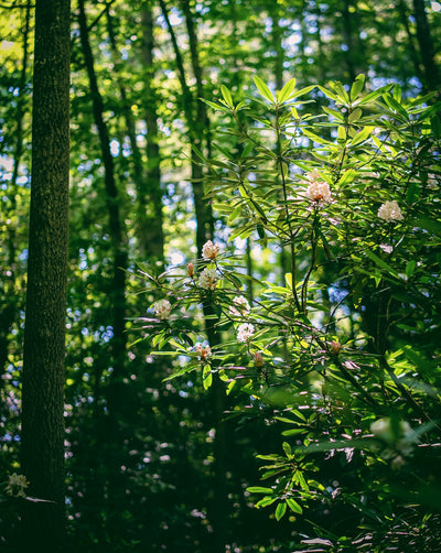 The Pisgah Conservancy Nova Essential Jersey